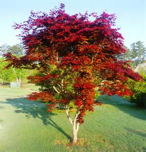 Red Japanese Maple Seedling Special