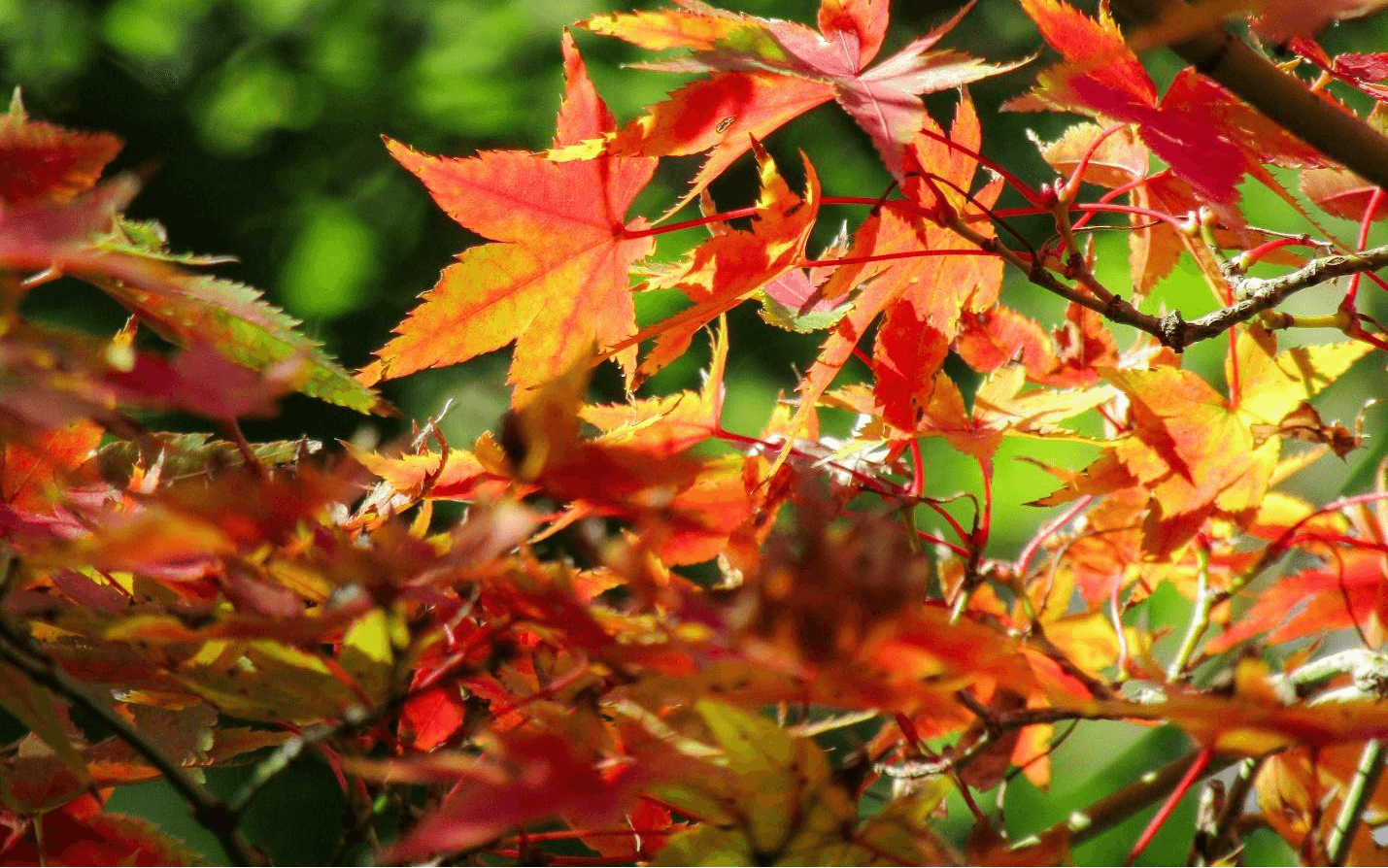 Japanese Maple tree leaves