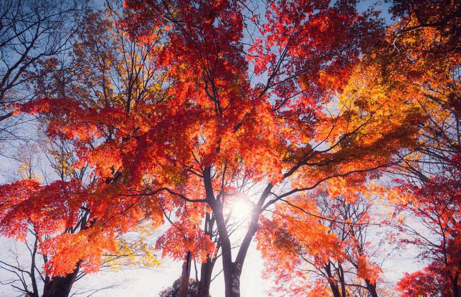 A full-grown Japanese Maple Tree 