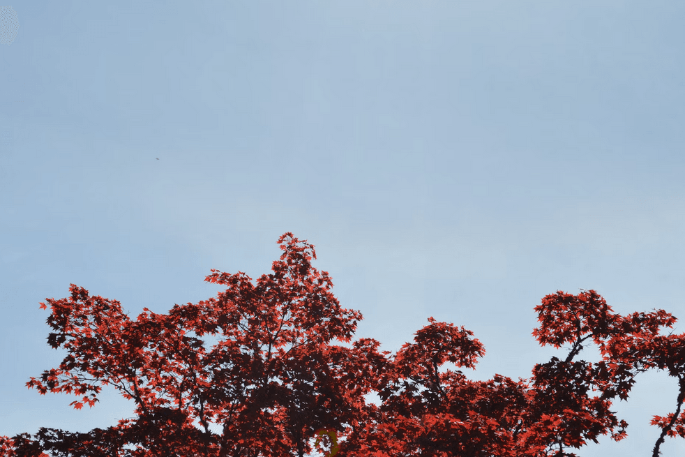  A Japanese Maple tree