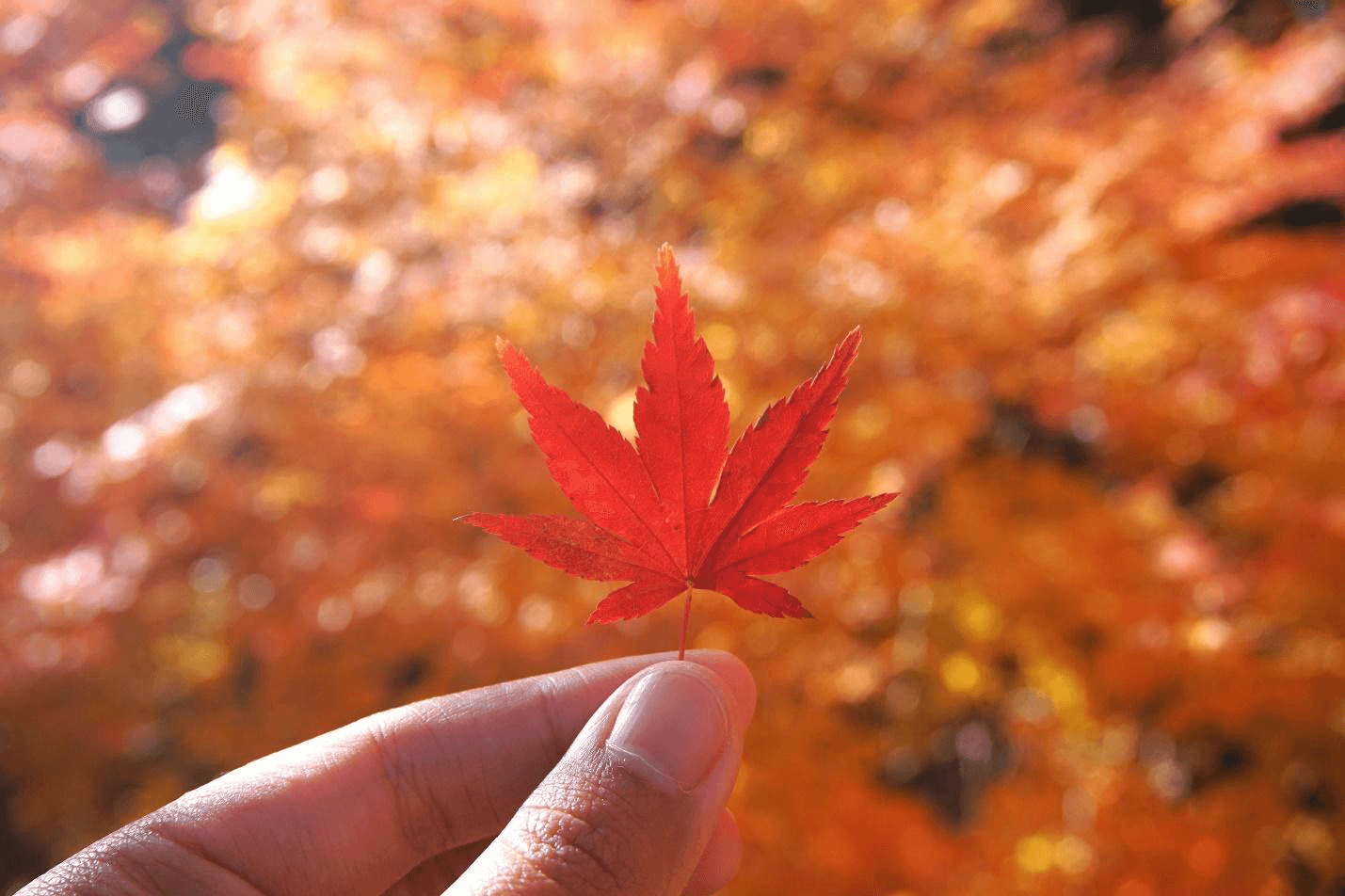 A person holding a maple leaf