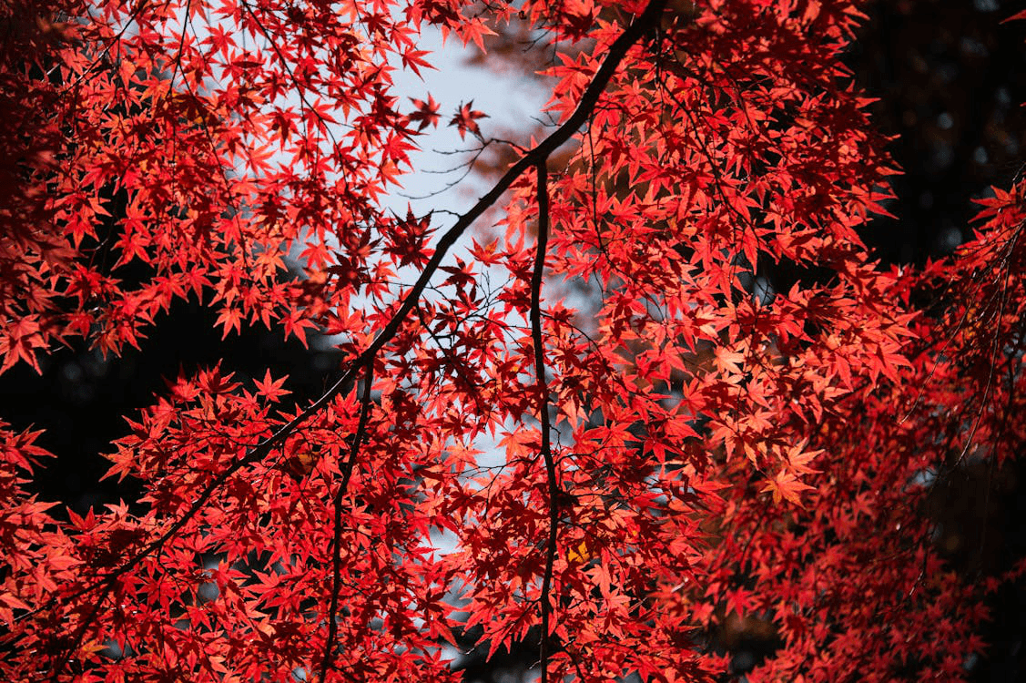 Branches and leaves of a Japanese Maple