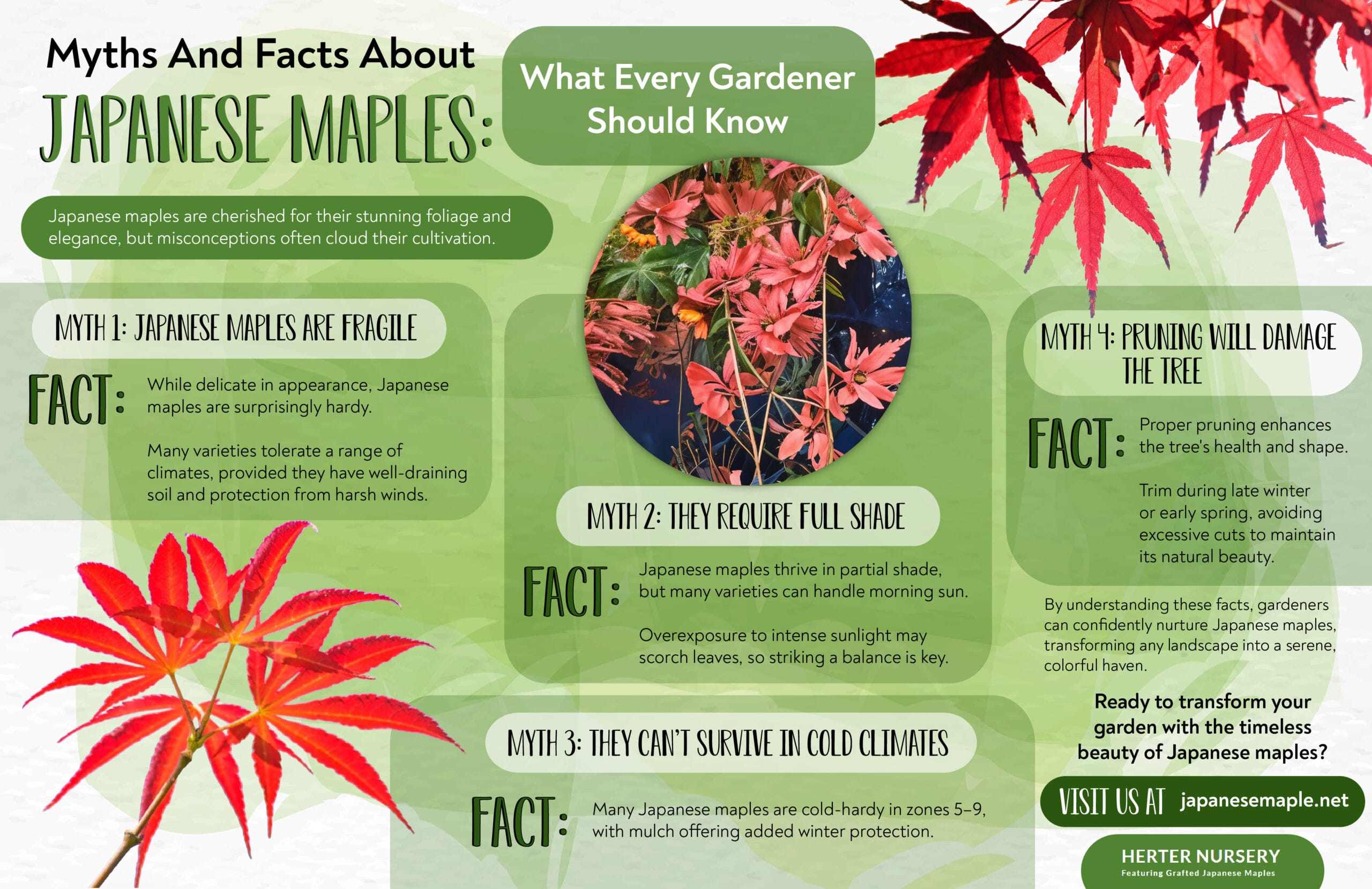 Japanese maples are cherished for their stunning foliage and elegance, but misconceptions often cloud their cultivation. By understanding these facts, gardeners can confidently nurture Japanese maples, transforming any landscape into a serene, colorful haven