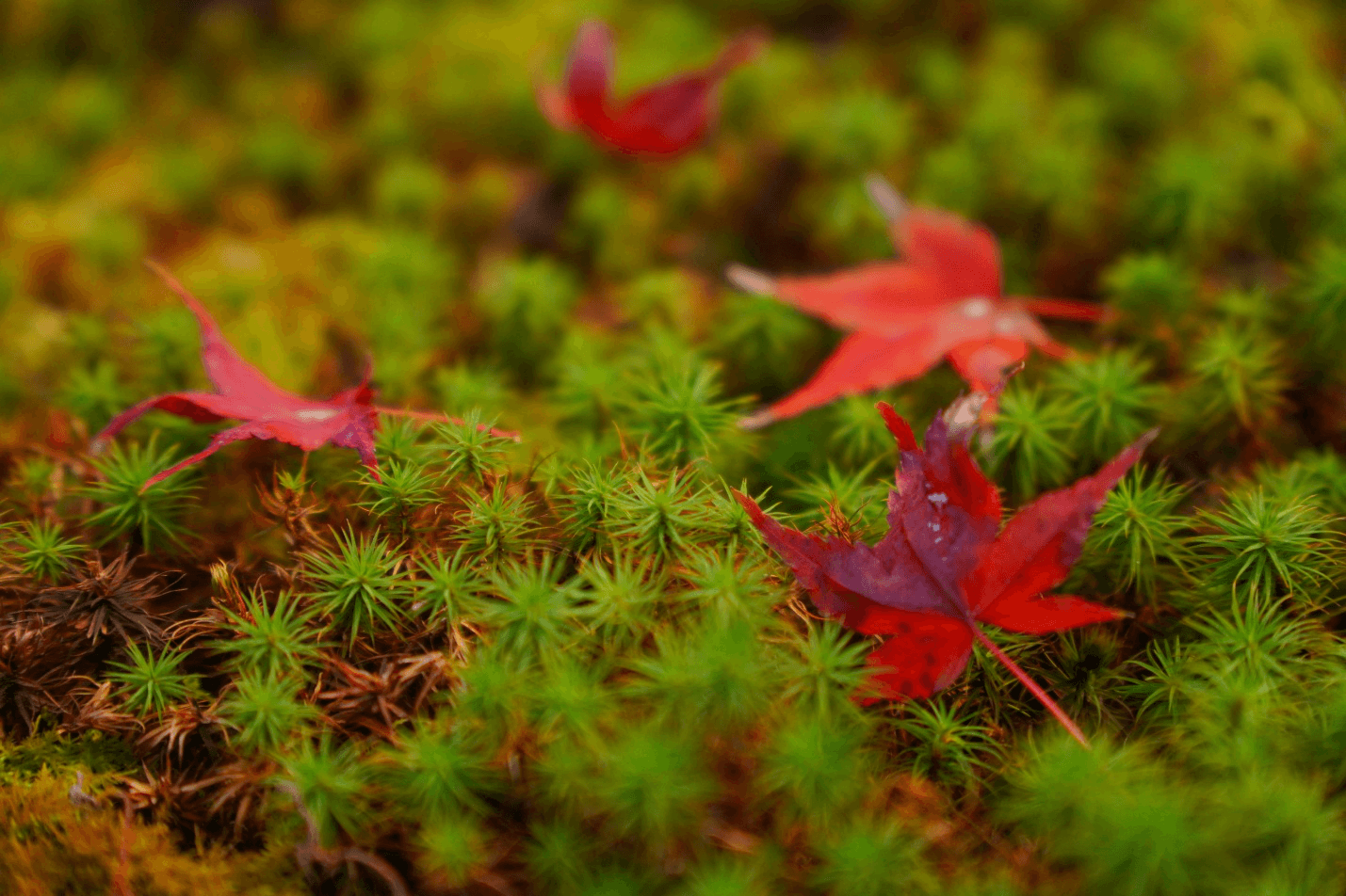 Fallen leaves of a Japanese Maple tree