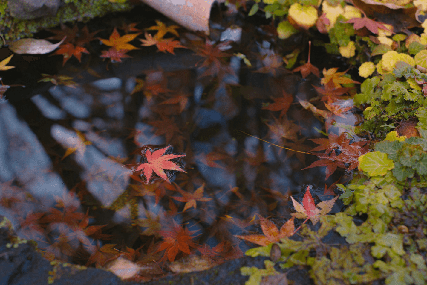 Fallen leaves in the water of a Japanese maple tree