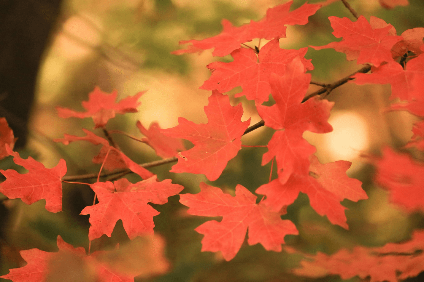 Red maple leaves on a branch