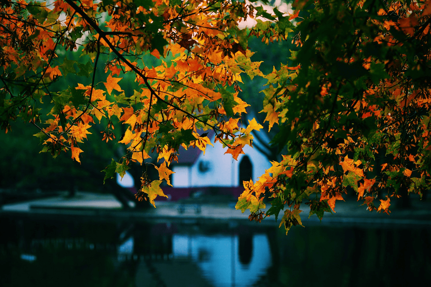 Japanese Maple leaves over a water body