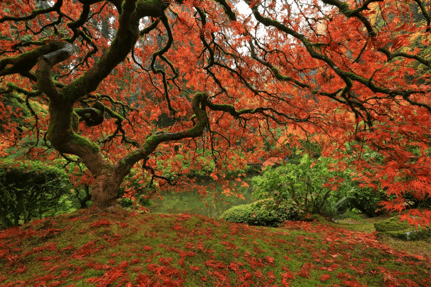 Red Japanese maple tree
