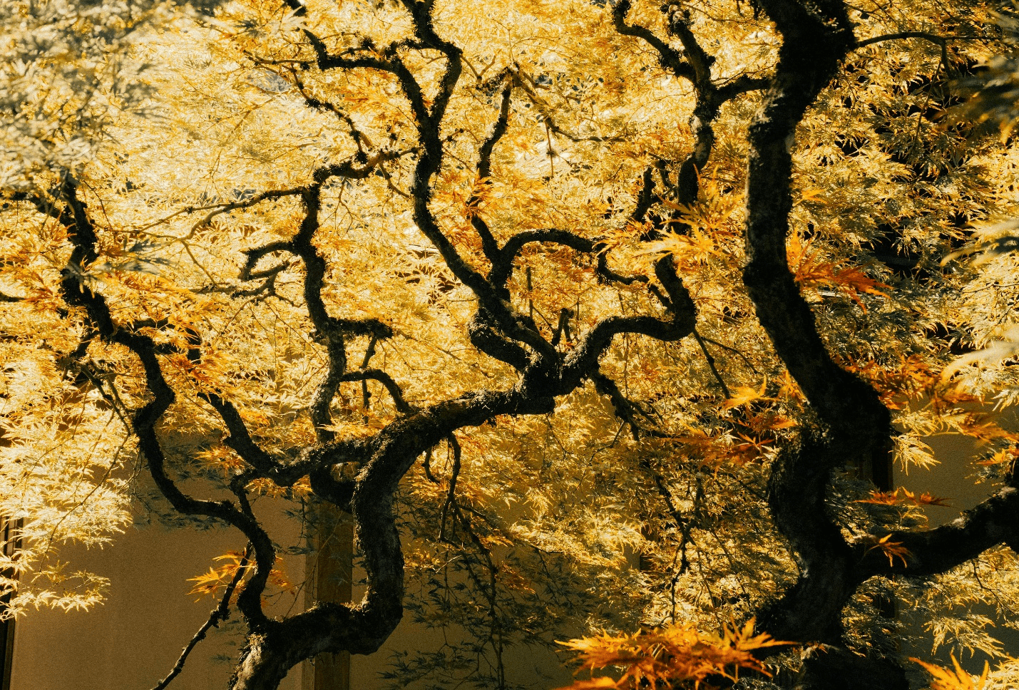 Maple tree leaves in fall