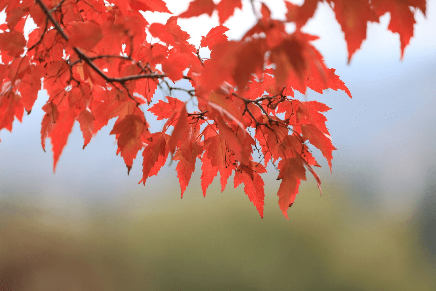 Japanese red maple tree leaves