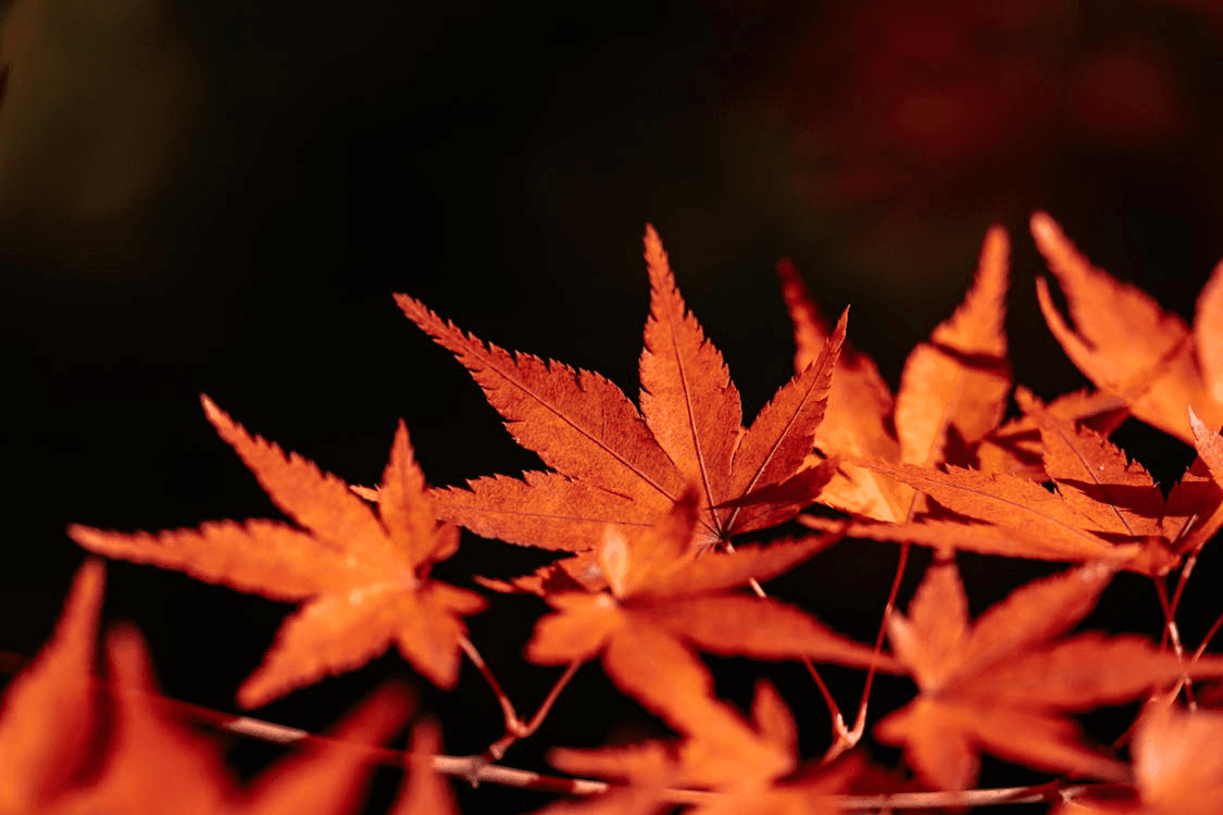 Close-up of red Japanese maple leaves