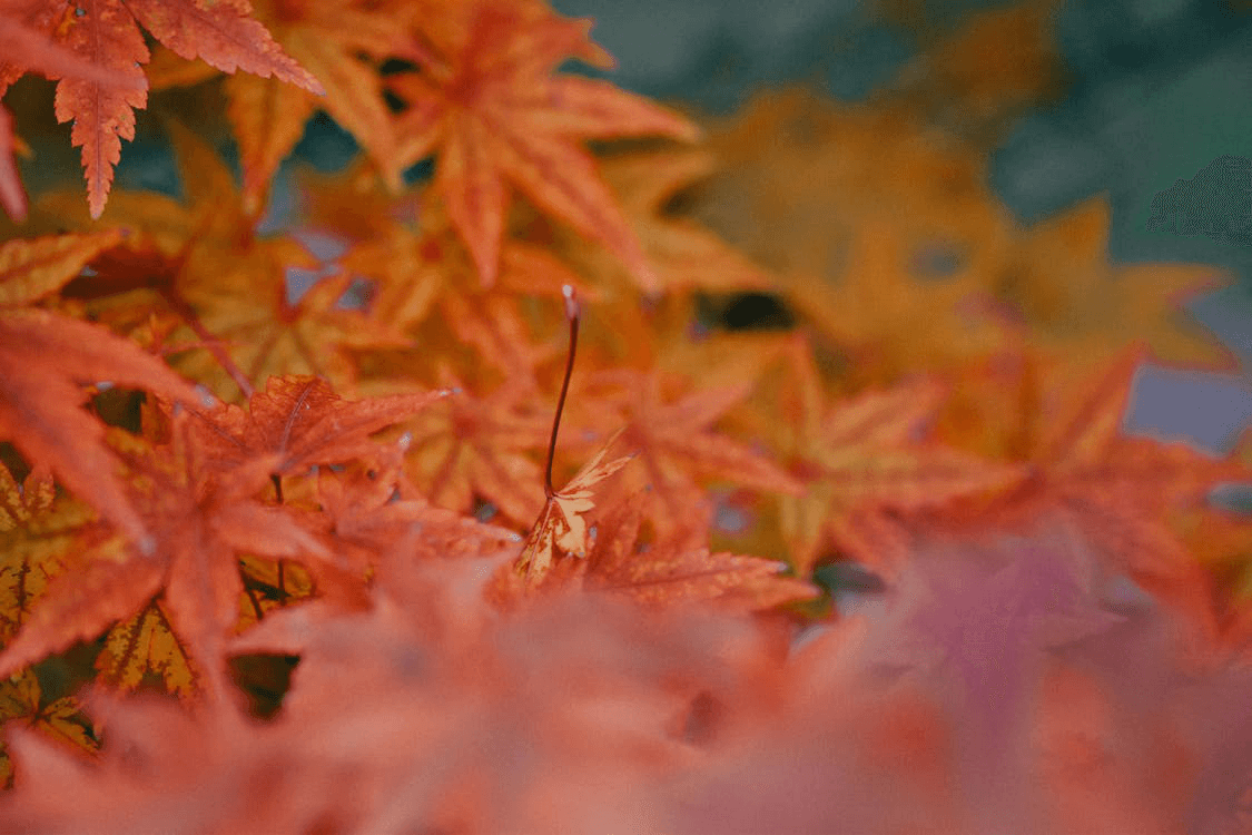 Maple tree leaves on the floor