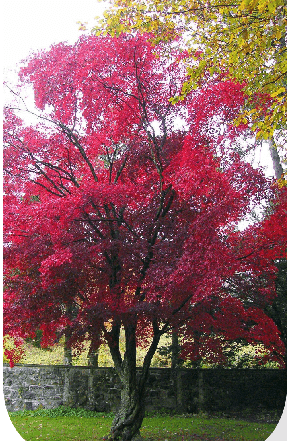 Planting a Living Tribute: The Emotional Significance Of Memorial Maples