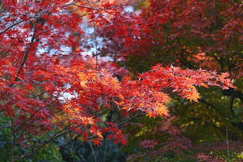 Red and green maple leaves 