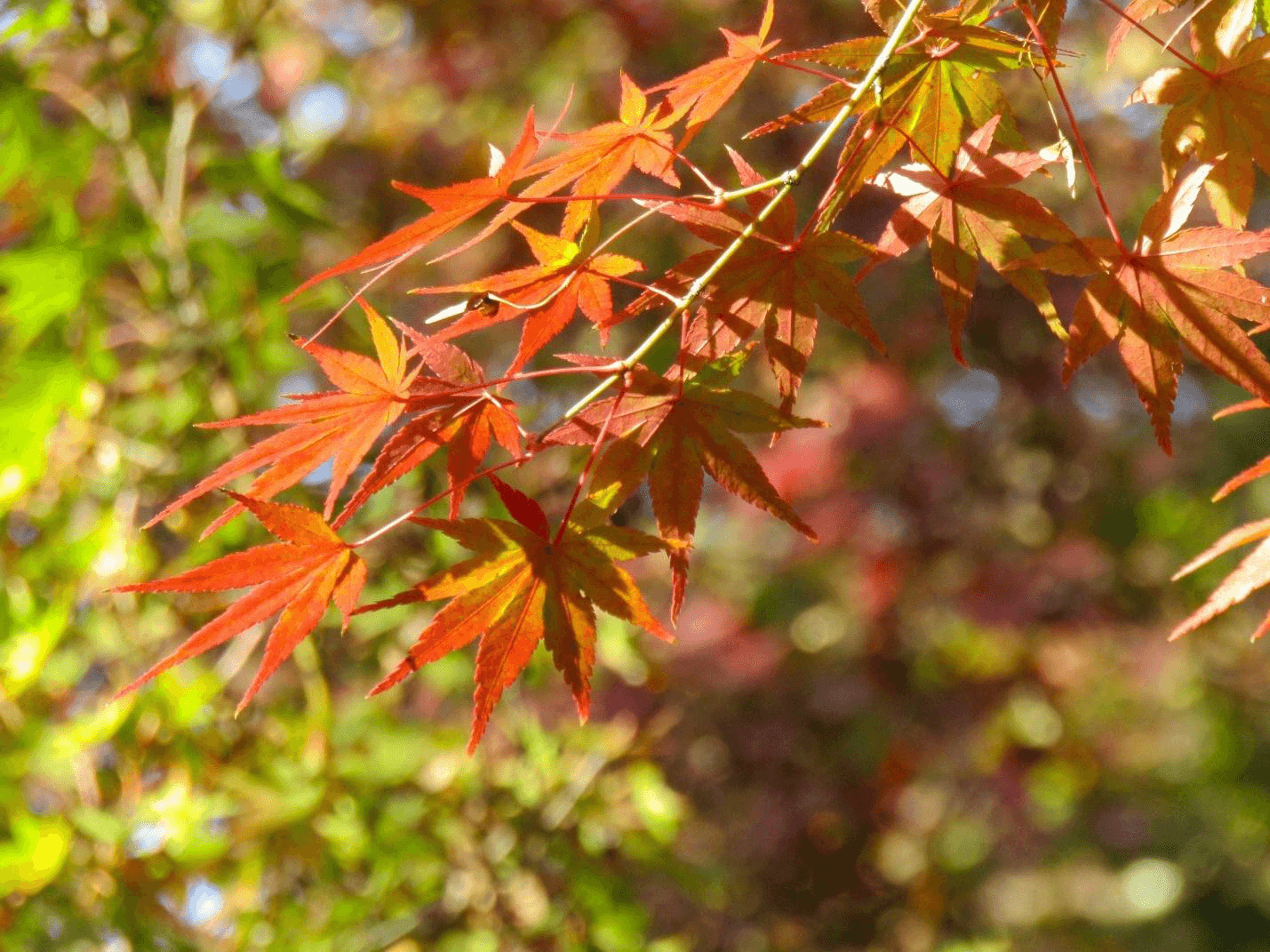 Leaves of a Japanese maple tree