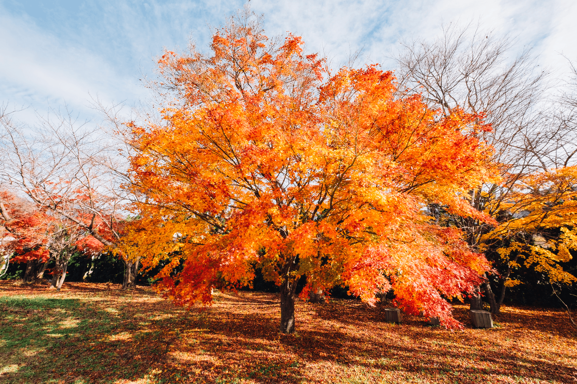 A Japanese maple tree