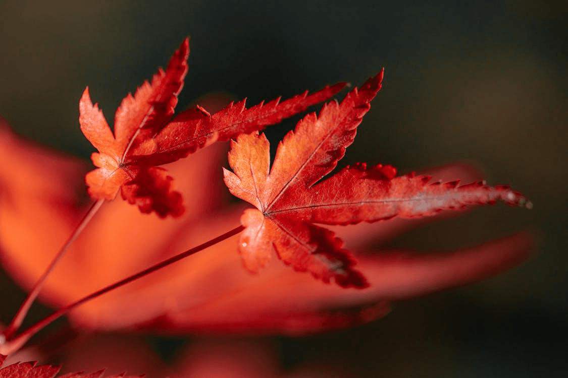 Red maple leaves
