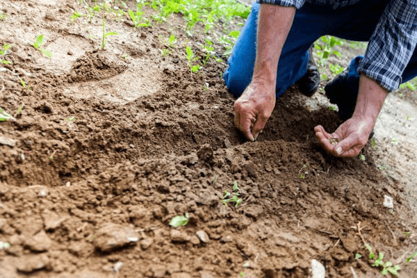 Man applying compost to garden soil to enrich it for Japanese maple planting.