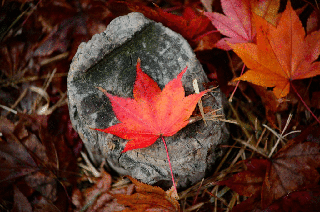 A Japanese maple leaf on a rock