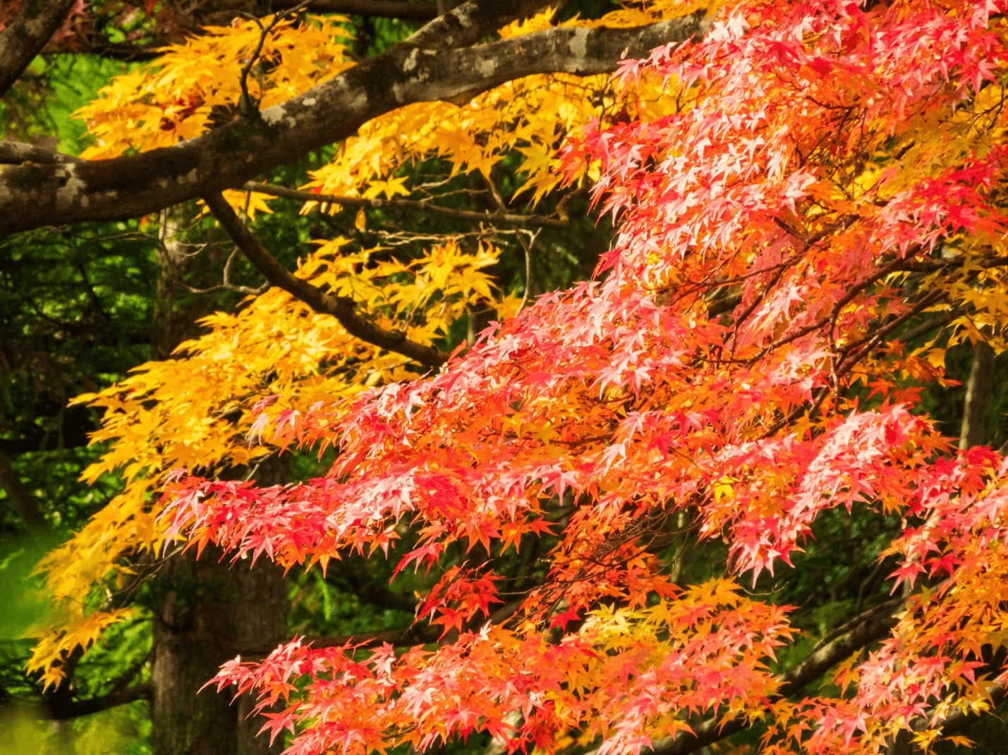 Bright leaves on a Japanese maple tree