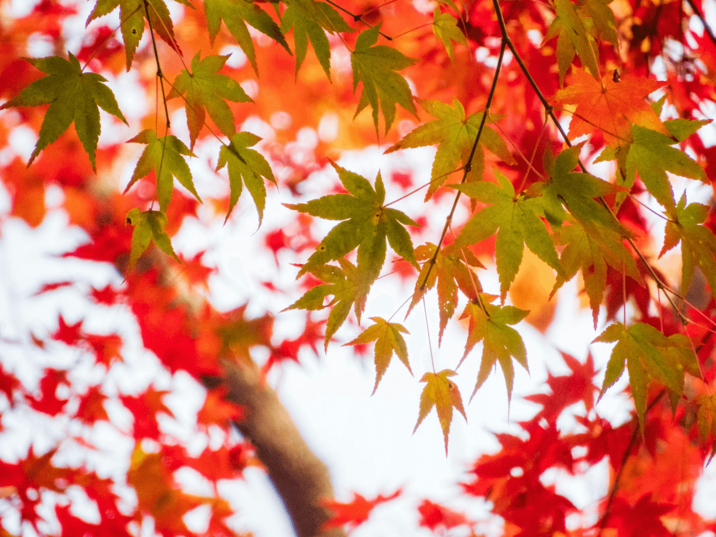 Japanese maple tree leaves