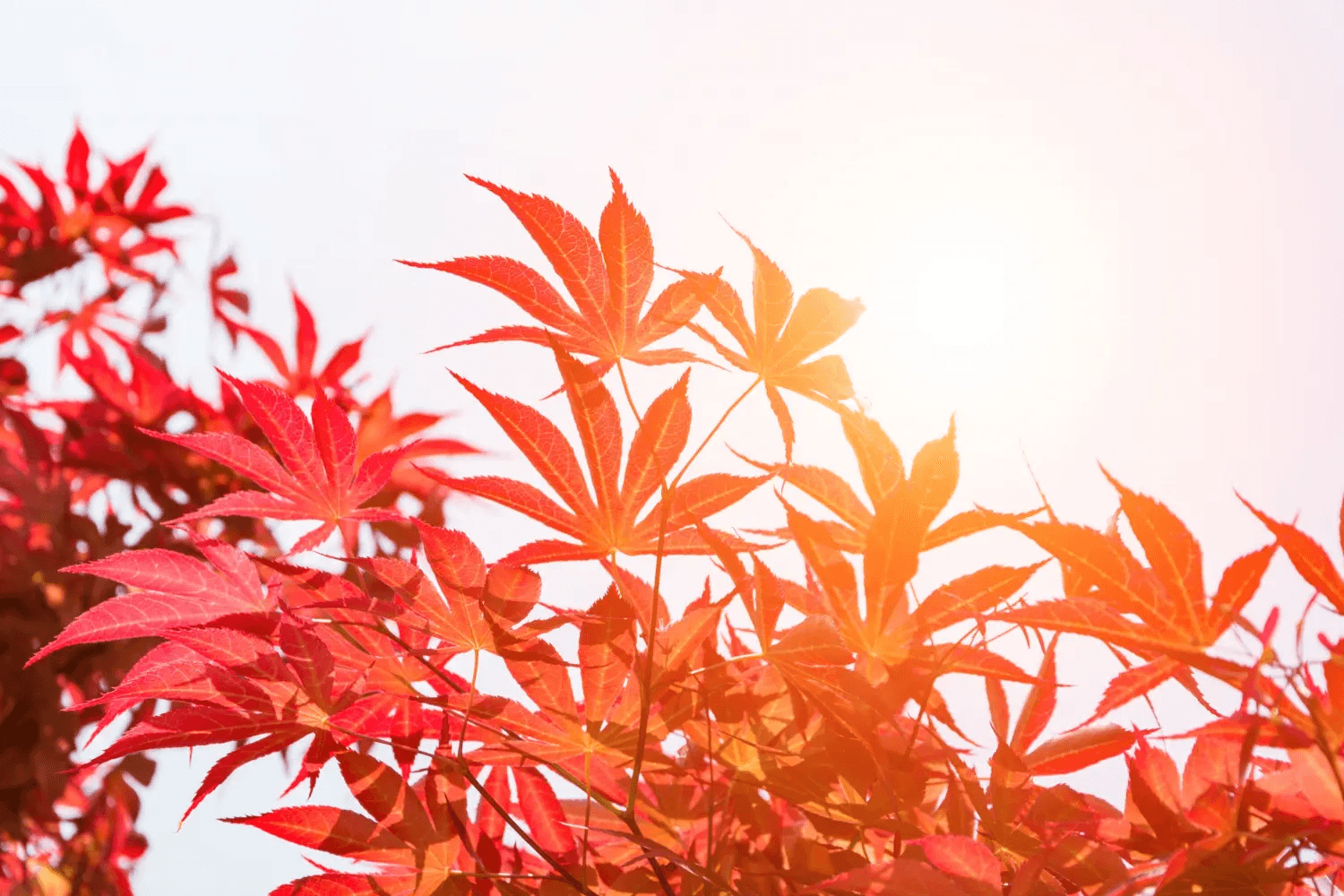 Red Japanese maple tree displaying vibrant colors in a privacy screen setting