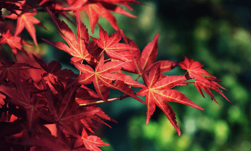 Red leaves on a Japanese maple tree