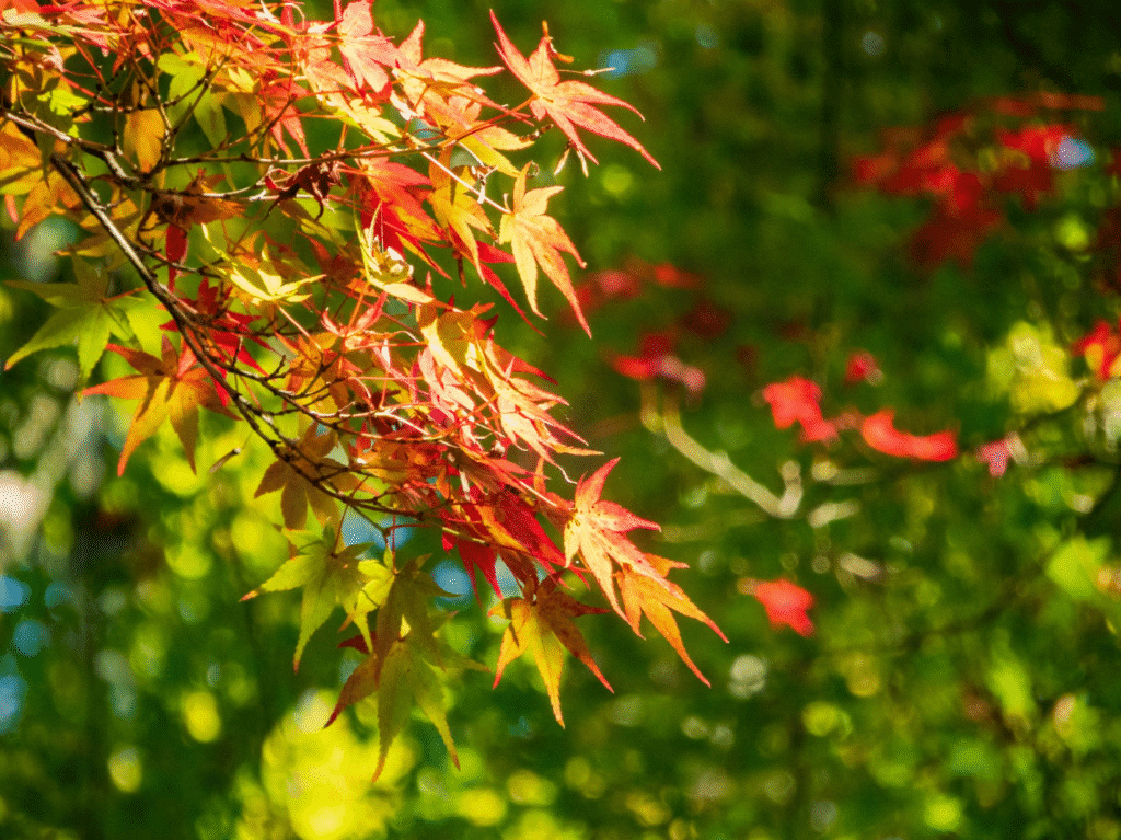 Colorful leaves of a Japanese maple tree
