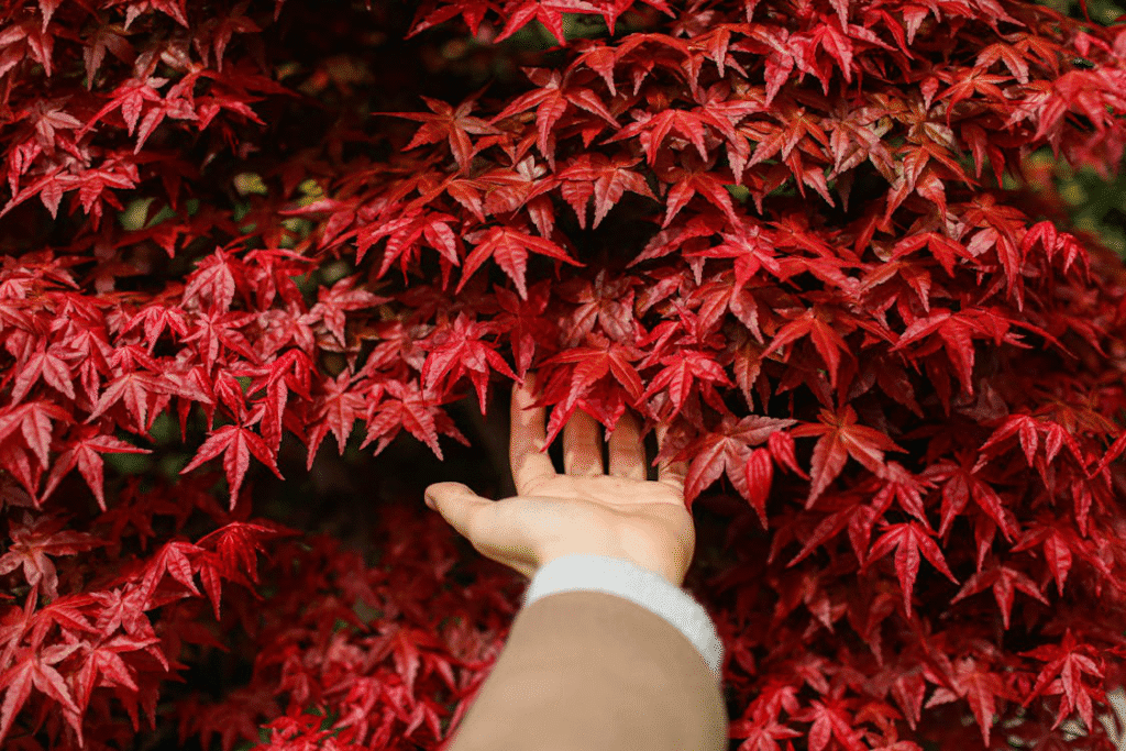 A hand in red maple leaves