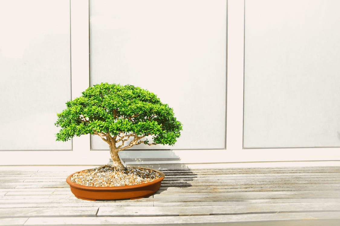 A small indoor bonsai maple plant sitting on a table, thriving due to proper care.