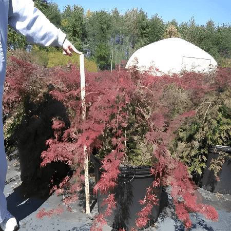A gardener measuring a red laceleaf Japanese maple tree at a nursery
