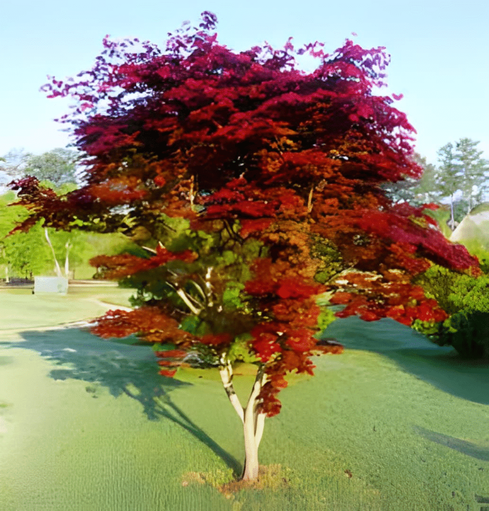 A red Japanese maple tree in full autumn color