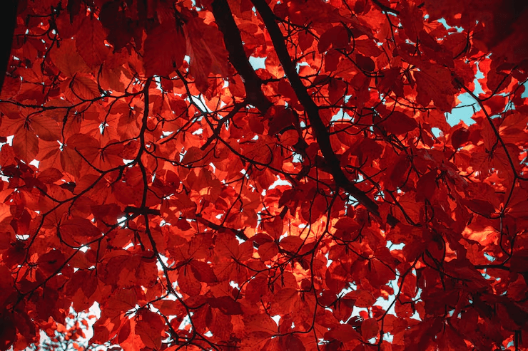 Close-up of red Acer tree leaves bringing rich color to a fall garden