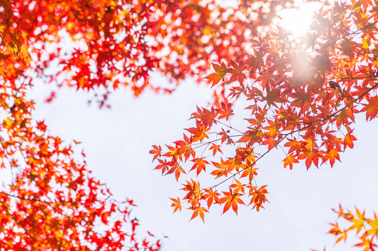 Vivid red leaves of a Japanese maple tree in a well-maintained garden