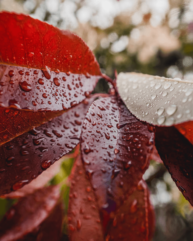 Close-up of red maple leaves with water droplets indicating recent watering
