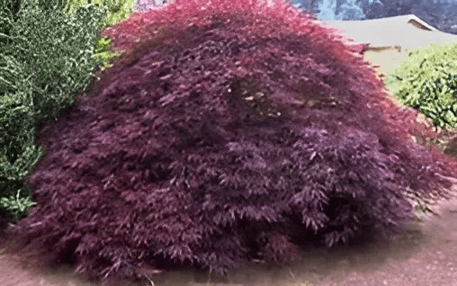 A Tamukeyama Red Lace Leaf Japanese Maple tree in a garden