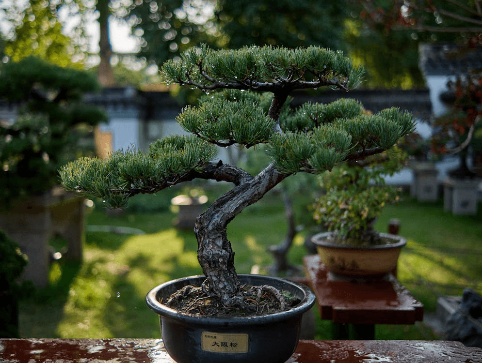 A bonsai maple tree thriving indoors in a well-lit home garden space