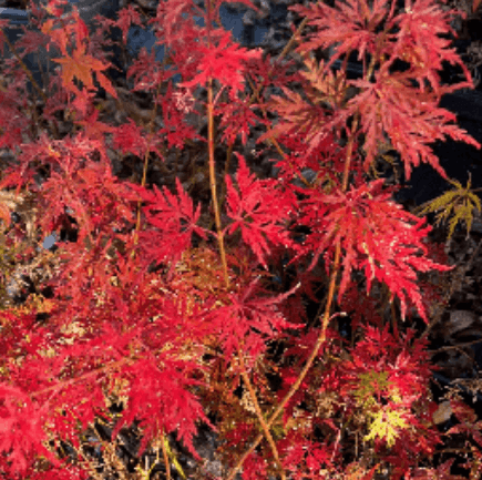 English lace Japanese maple tree.