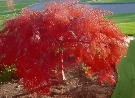 A red colored lace leaf Japanese maple. 