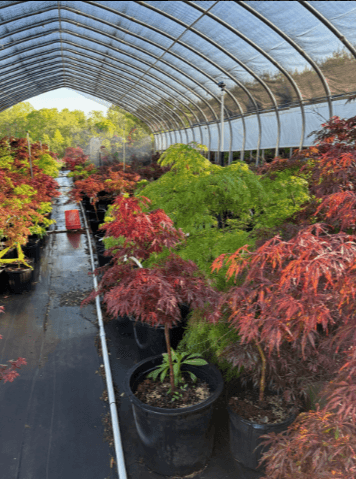 A line of maple plants laid out in a green house. 