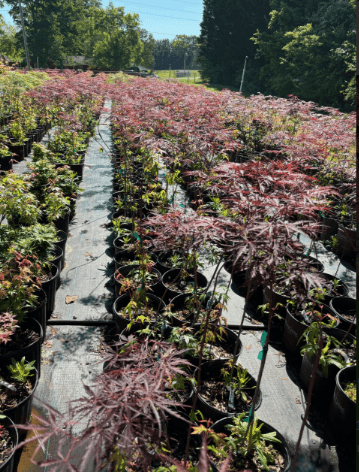 A range of maple plants in a large nursery area.