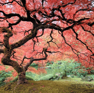 A large tree with pink and orange leaves. 