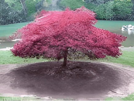 A large pink colored maple tree in an open space.