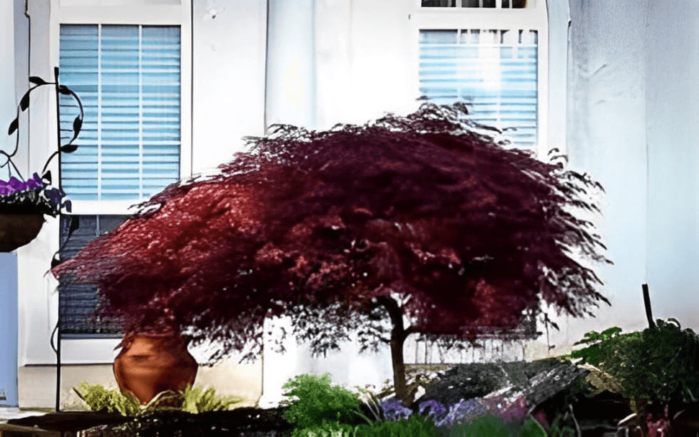 A large red tree outside a house. 