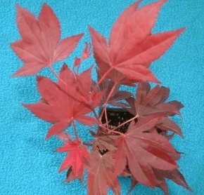 A pink colored Japanese maple tree.