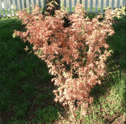 A light pink colored maple tree.