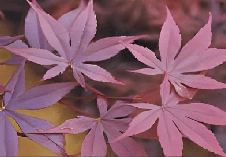 A red colored fireglow Japanese maple tree. 