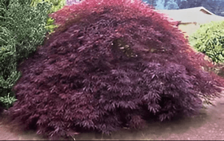 A purple colored plant in a garden. 