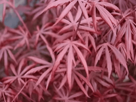 A red colored leave from a Japanese maple plant.