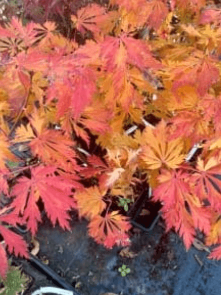 A red and orange colored Japanese maple tree. 